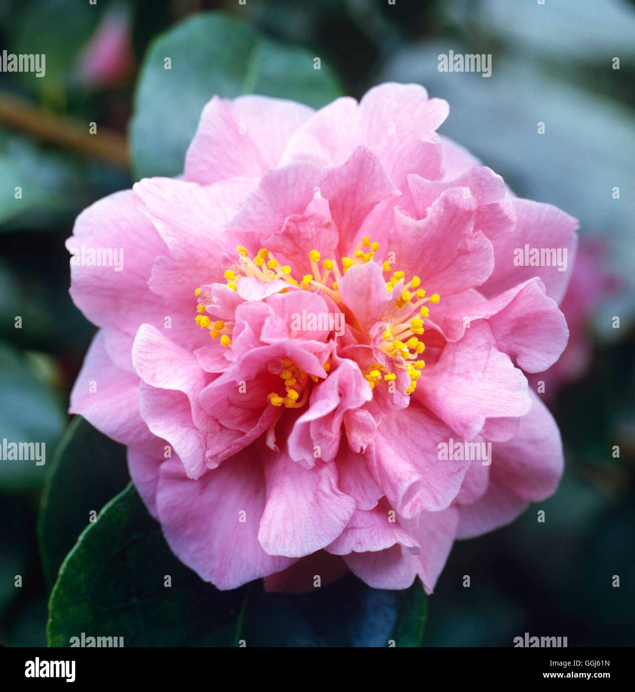 Camellia - `Ack-scent'   CAM013491 Stock Photo